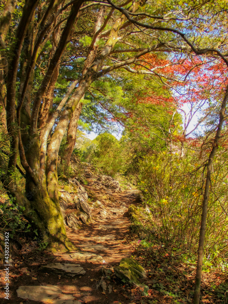 Naklejka premium autumn in the woods