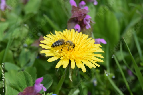 close-up shot of a bee covered with pollen on a bright yellow dandelion flower on green background