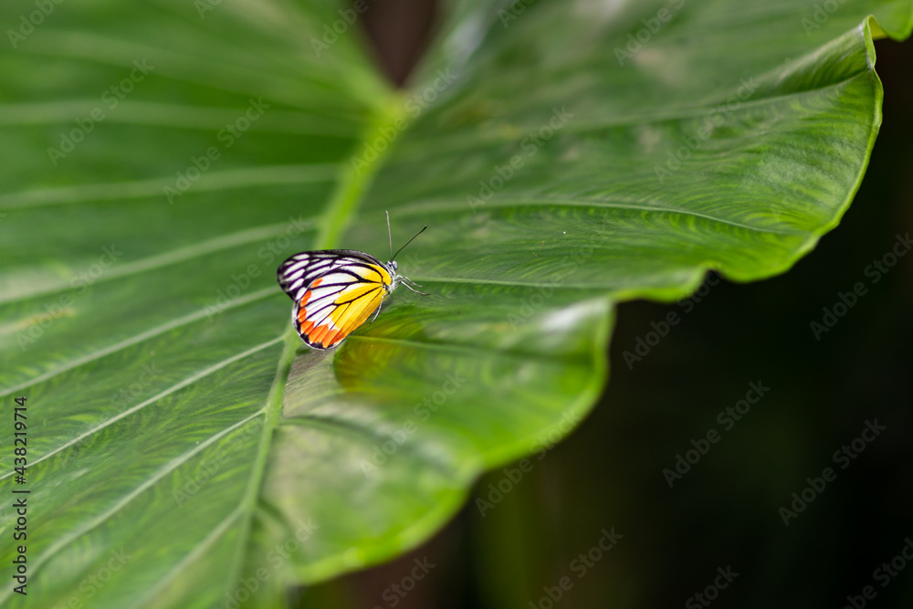 butterfly in nature habitat. Nice insect. Butterfly in the green forest butterfly in nature habitat. Nice insect. Butterfly in the green forest