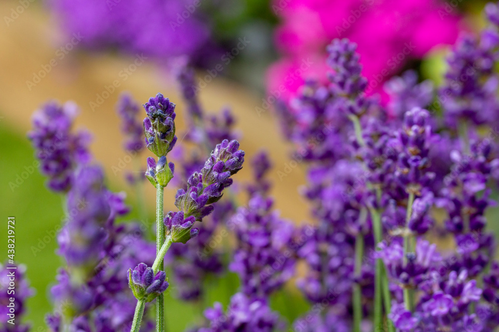 lavender flowers close up