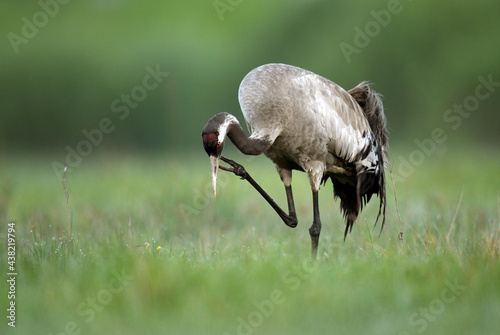 Common crane bird close up ( Grus grus ) photo