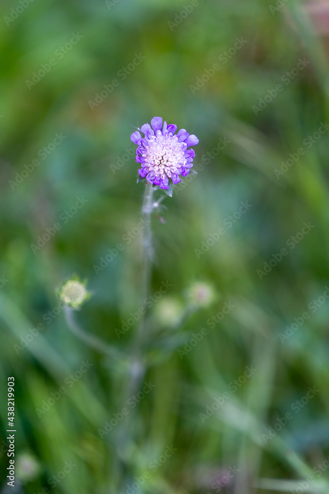 lila Blume Makro lila Blume Makro