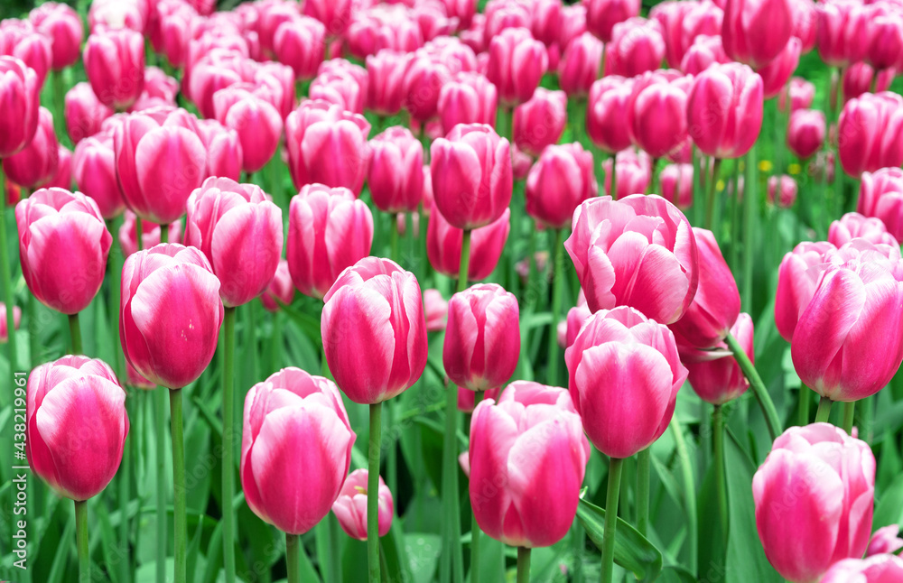 Pink tulips with white stripes in a flowerbed with multi-colored tulips.