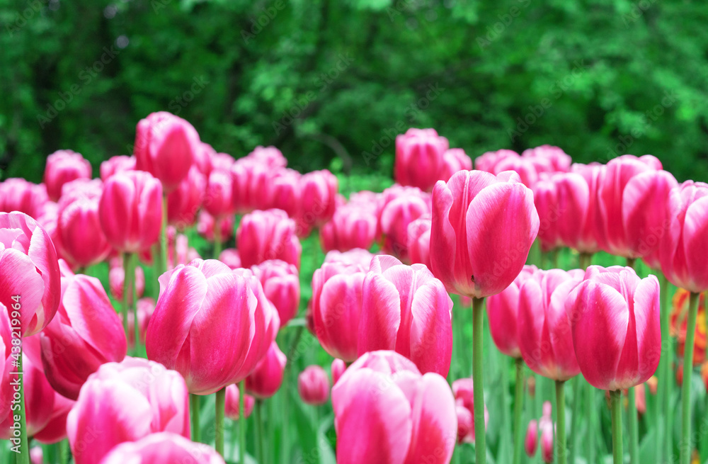 Fototapeta premium Pink tulips with white stripes in a flowerbed with multi-colored tulips.