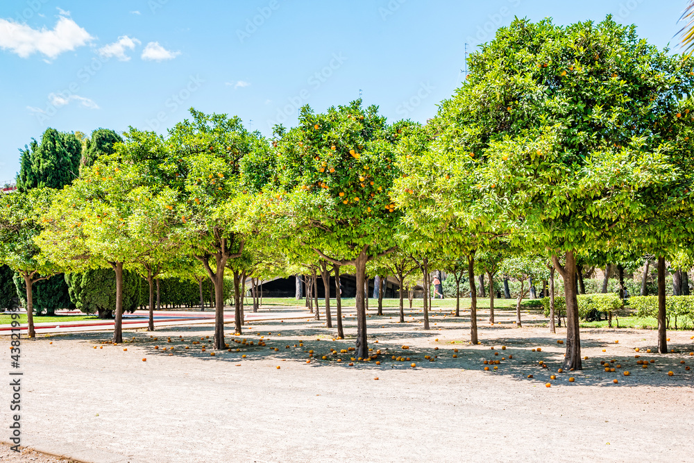 Orange trees in the Park of Turia, Valencia, Spain Orange trees in the Park of Turia, Valencia, Spain