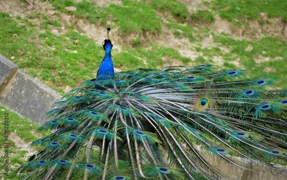 Obraz premium ,Colorful peacock with long tail in nature