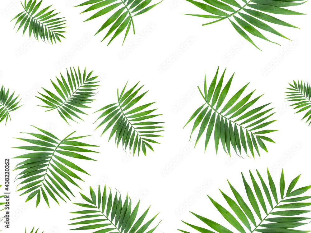 Seamless pattern leaf kentia palm tropical 
