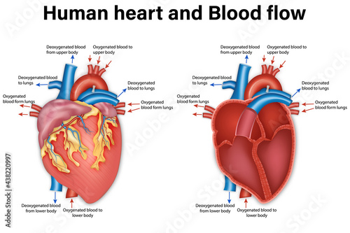 Diagram of human heart anatomy and blood flow. vector illustration. photo