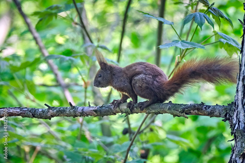 Eurasisches Eichhörnchen ( Sciurus vulgaris ).