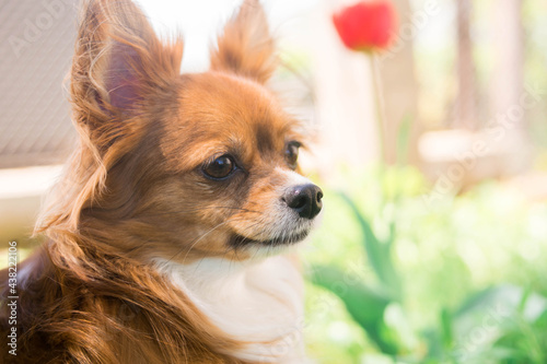 Chihuahua dog. Red-haired dog. Fluffy dog ​​with long hair. Little dog. Puppy. Dog in nature. Chihuahua is sitting on the lawn. Dog with a flower. Chihuahua with a tulip. Cute animals. © Lisa Chip