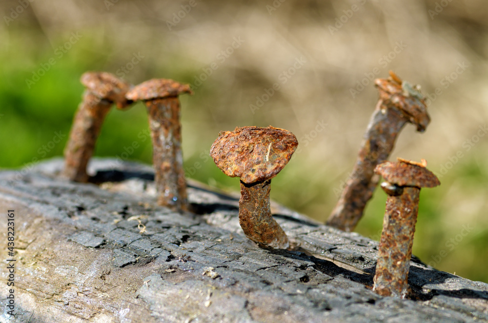 Rusty nails in a log.