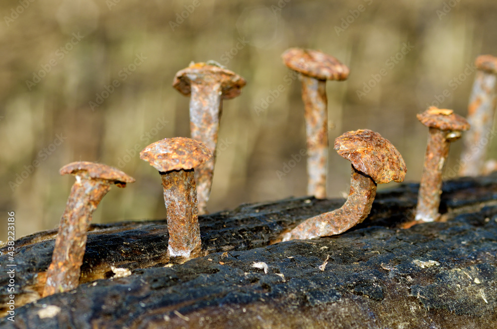 Rusty nails in a log.