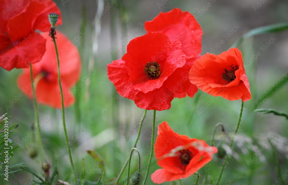 Naklejka premium coquelicots