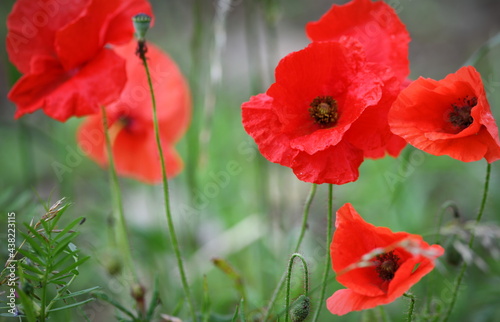 coquelicots © rachid amrous