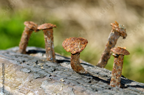 Rusty nails in a log.
