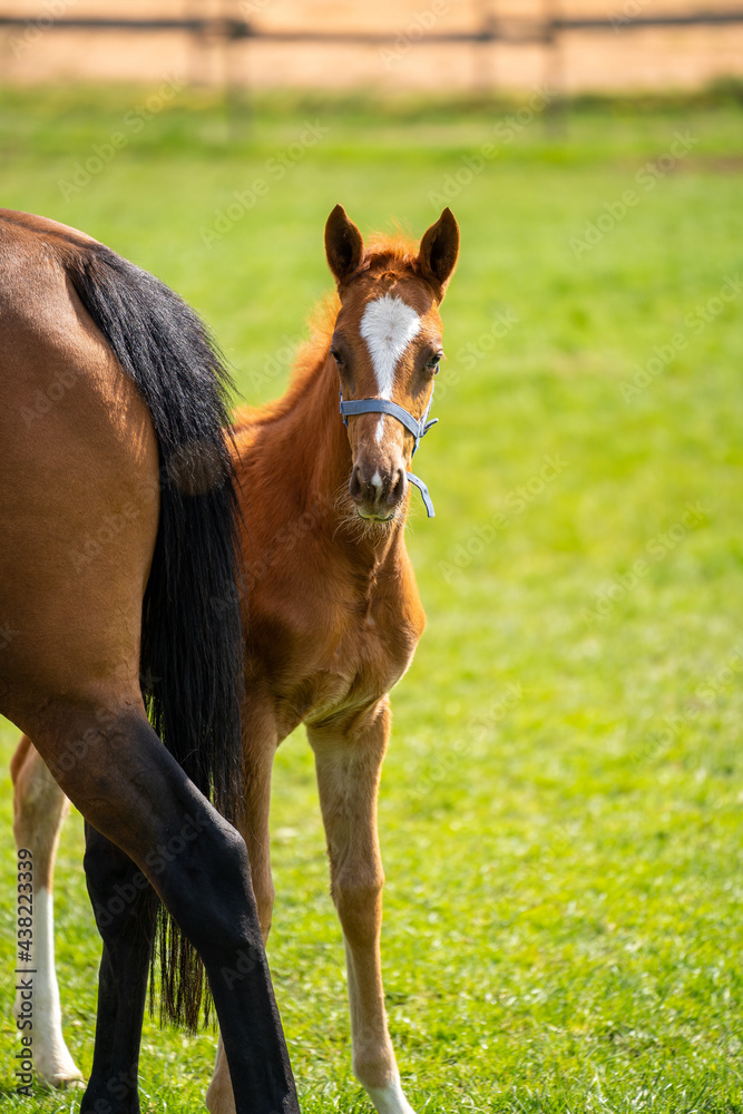 Sweet brown foal with a white spot on the forehead and white legs stands behind mare and looks into the camera Sweet brown foal with a white spot on the forehead and white legs stands behind mare and looks into the camera
