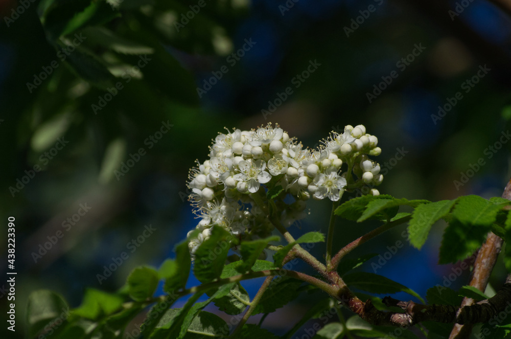 Flowers of a Mountain Ash Tree