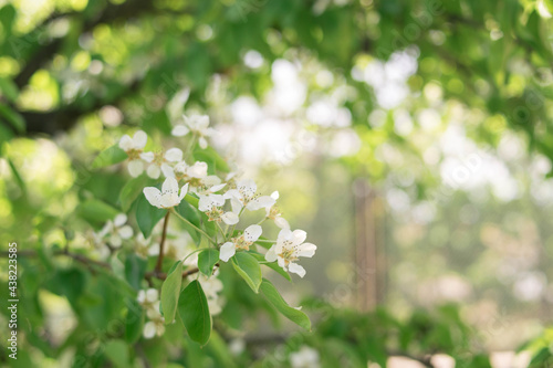 Plants. Garden. Vacation home. Nature. Flowers. Blooming pear. Pear flowers on the tree. Tree with white flowers. White flowers.