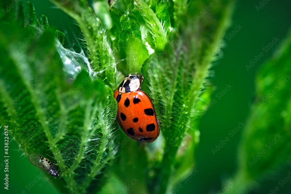 Asiatischer Marienkäfer ( Harmonia axyridis ). Asiatischer Marienkäfer ( Harmonia axyridis ).