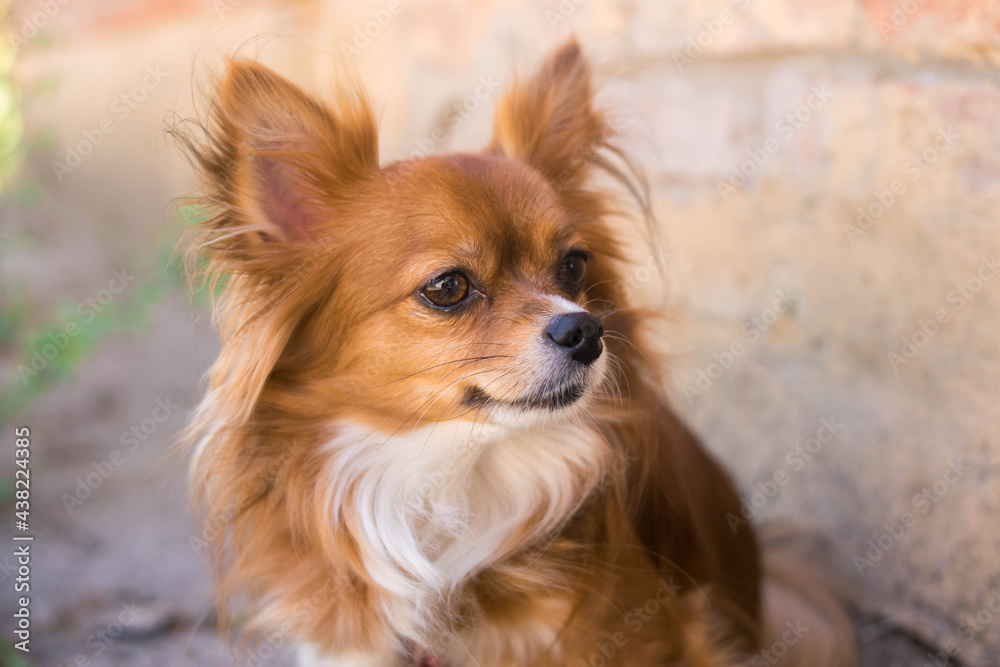 Chihuahua dog. Red-haired dog. Fluffy dog ​​with long hair. Little dog. Puppy. Dog in nature. Chihuahua licks its lips. The dog stuck out its tongue. Cute animals.