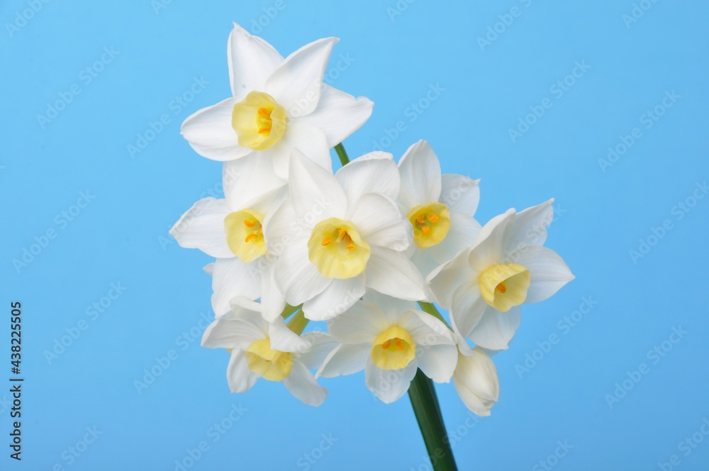 Obraz premium Yellow and white daffodils on blue background