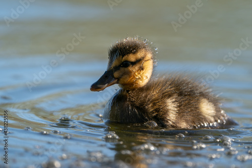 A cute mallard duckling swimming on the lake