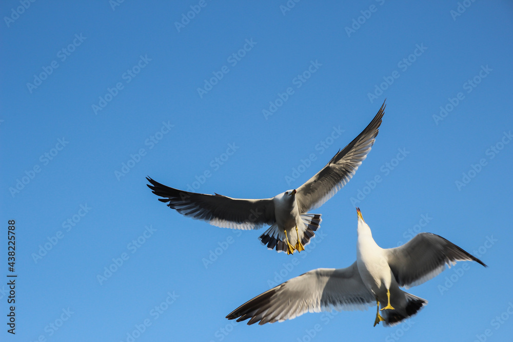 Obraz premium 갈매기