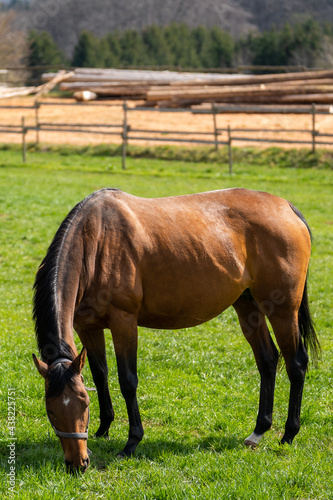 Awesome brown mare with white spot on the head eating grass in the meadow 