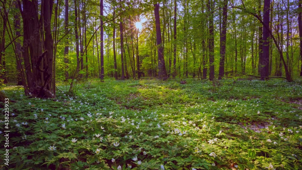 Spring forest with blooming anemone flowers in 4k time lapse. Spring forest with blooming anemone flowers in 4k time lapse.