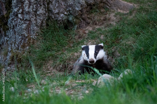 Close up of cute badger in the forest