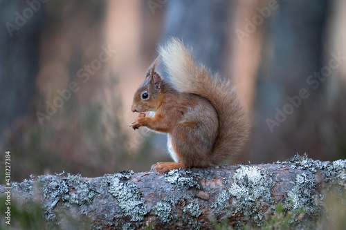 Red Squirrel in the British Woodland 