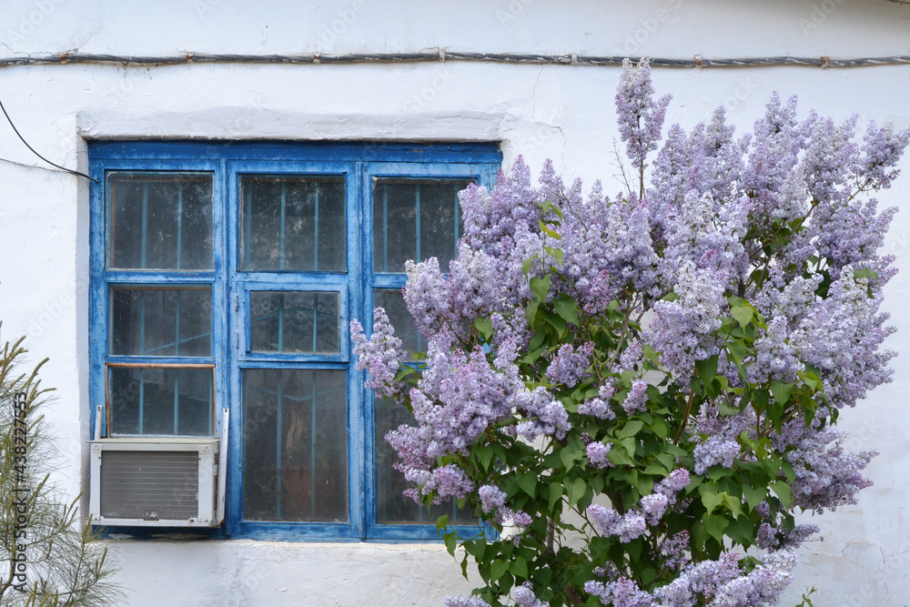 Lilac tree flowers in spring with old blue wooden window and white cement wall of a house