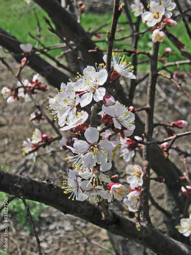 The gardens are blooming. Composition 18.