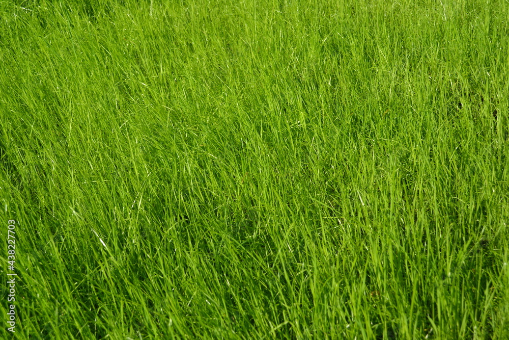 Beautiful green grass. Green background. Beautiful wallpaper. Beautiful green grass. Green background. Beautiful wallpaper.