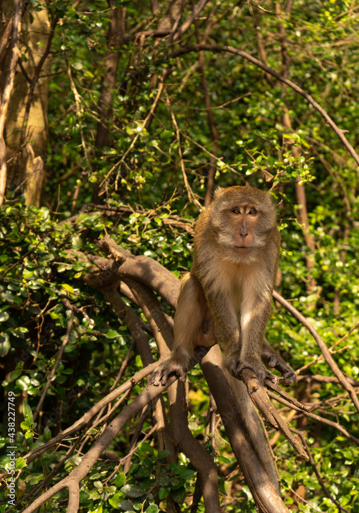 Monkey sitting on a tree branch Monkey sitting on a tree branch