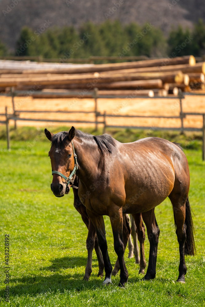 Brown mare stands in the meadow while her foal is hiding behind her Brown mare stands in the meadow while her foal is hiding behind her