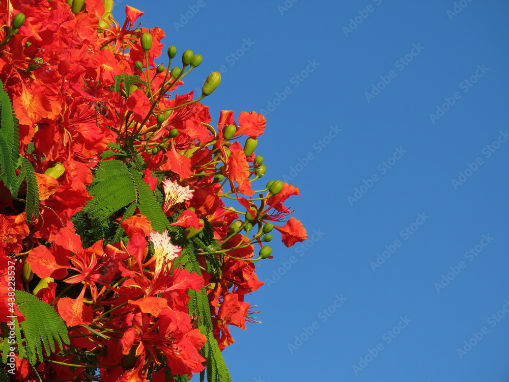 Beautiful branch of red flowers Flame tree (Delonix regia) against the blue sky in June in Israel close-up. The photo can be used as a banner for advertising. There is room for text.