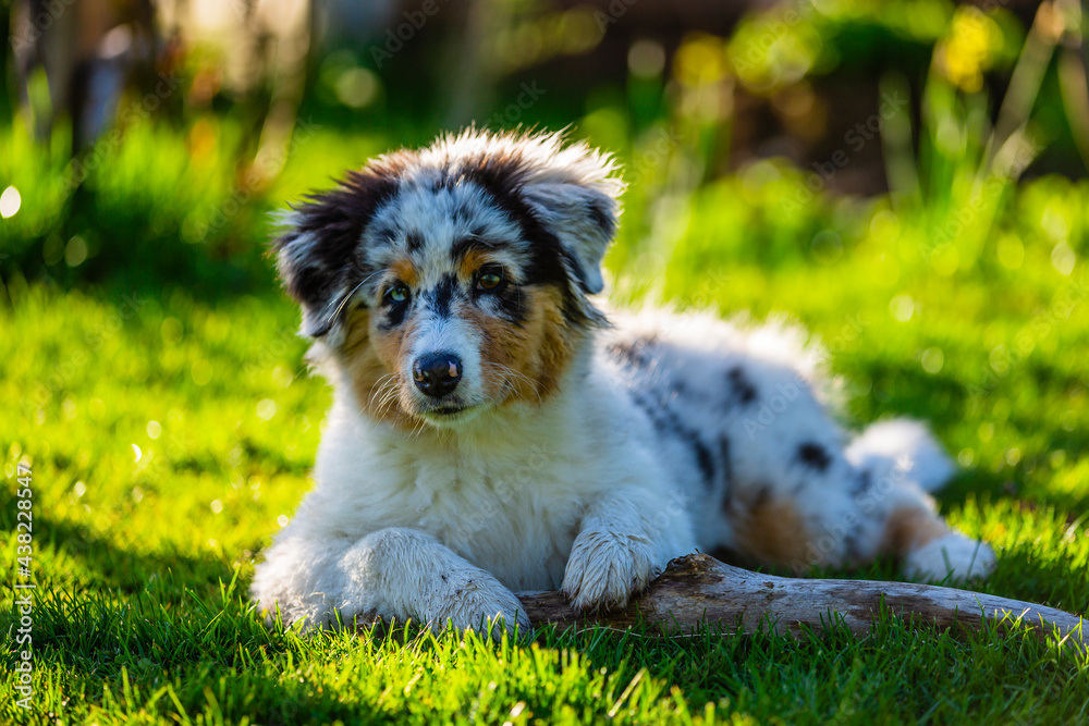 A portrait of a cute Australian Shepherd puppy resting in a garden.