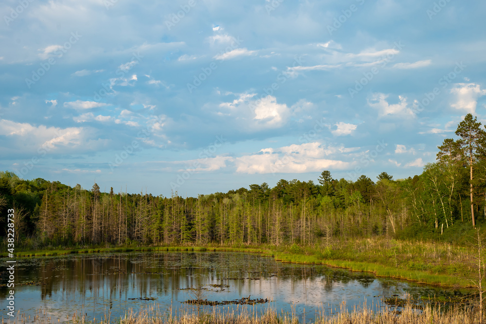 Beautiful natural wilderness scene in spring in northern Minnesota. This is a large tree lined pond with early lily pads in evening light, and partly cloudy blue sky reflected in the calm water.