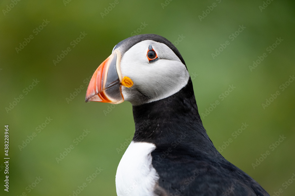 Naklejka premium Close up of a Puffins face