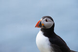 Close up of Puffin with Blue background 