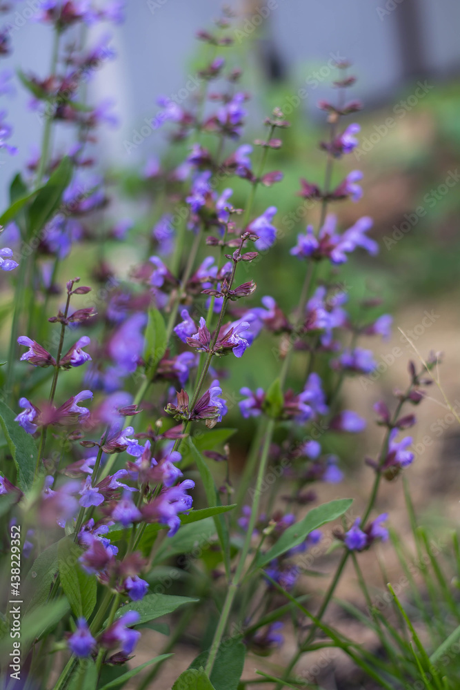 Obraz premium flowers in the field