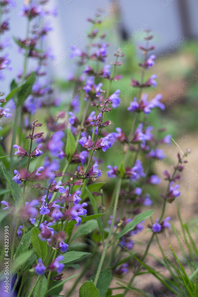 Obraz premium flowers in the field
