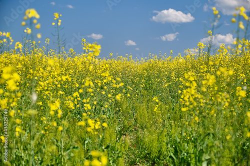 View of yellow Rape or Canola field. Rapeseed (Brassica napus) oil seed rape. Focus on the center of the frame