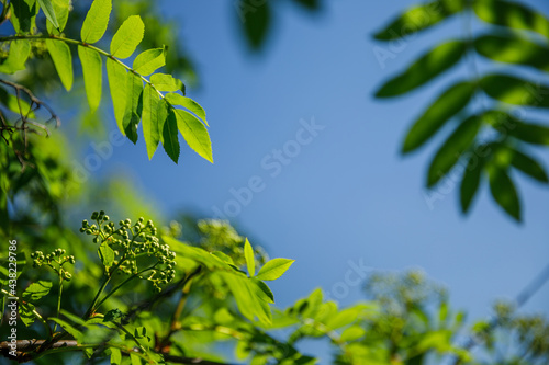 frame of green leaves of rowan on the background of the sky