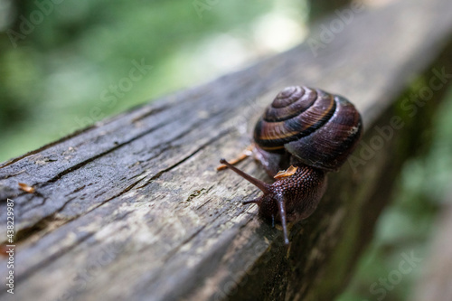 European brown garden snail in forest © SHELL