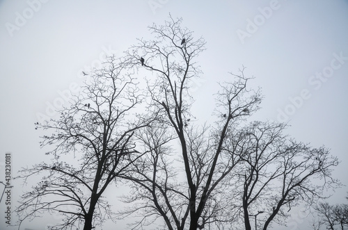 Dark tree silhouette with flock of crows sitting on the branch a winter day against the gray sky
