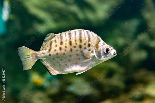 Selenotoka multi-band in the aquarium. Selenotoca multifasciata.