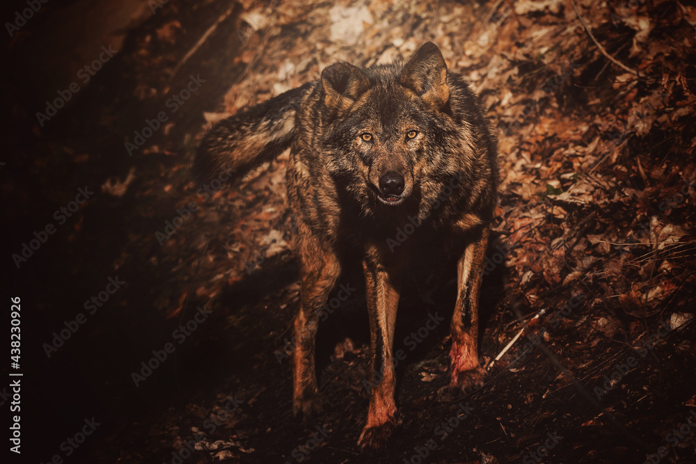 Naklejka premium wolf in the forest