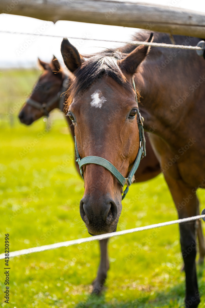 Portrait of a brown mare with white spot on head in the meadow Portrait of a brown mare with white spot on head in the meadow